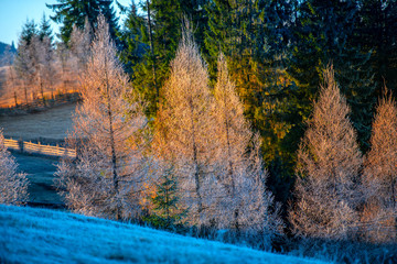 Larix tree in the morning winter