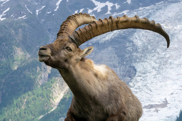 Alpine ibex on a background of mountains. Mont Blanc massif area.