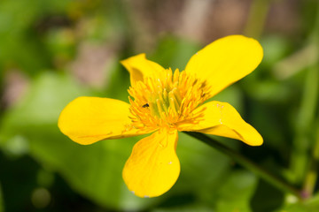 Fototapeta premium The marsh-marigold flower,spring yellow flower grows in the swamp