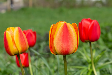 Tulip buds on a background of green grass.