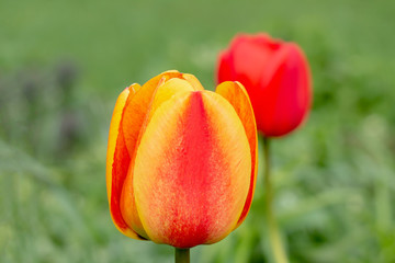 Tulip buds on a background of green grass.