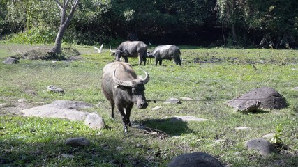 Buffalo Thailand are bound to trees.