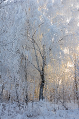 Branches of a large tree are covered with snow. Weather in the winter. Russian winter.