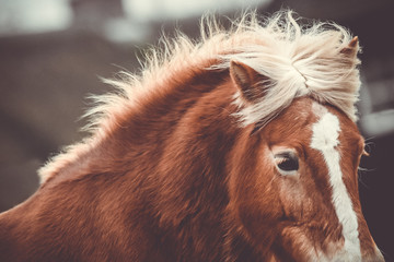 Haflinger mare running 