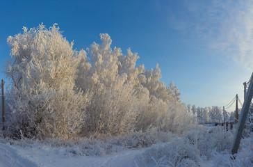 Branches of a large tree are covered with snow. Weather in the winter. Russian winter.