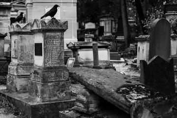 Crows on the graves at P&egrave;re Lachaise cemetery in Paris