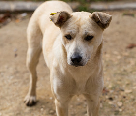 White bitch, carefully studying potential breadwinners. The hungry life of a stray dog. Contact of the animal world with the human world.