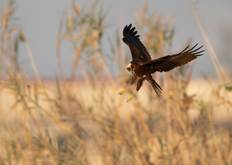 Eurasian Marsh harrier hovring on Asker Marsh, Bahrain