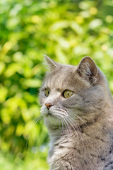 Fototapeta premium The face of the gray cat on a blurred background of green foliage