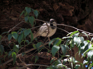 Sparrow -  City of La Plata Municipal Park - Argentina