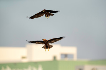 Eurasian Marsh harriers faceoff in air at Asker Marsh of Bahrain