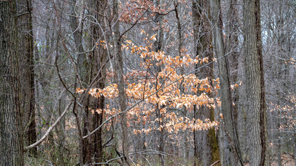 Tree in the woods