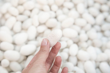 Fototapeta na wymiar closeup hand holding a silkworm cocoon