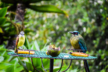 aves serias © soyluisalbertogomez