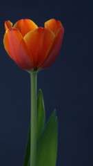 Tulipanes