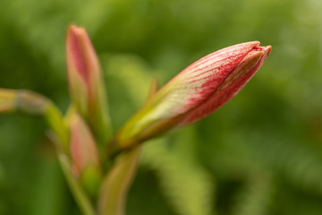 Pink Flower before Blooming