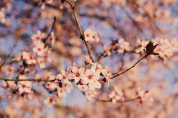 Plum trees with fresh pastel pink flowers in bloom, close up.
