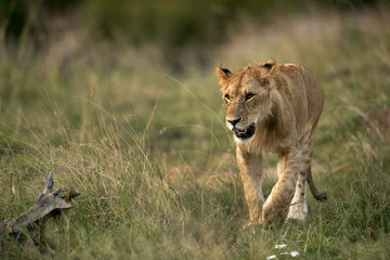 closeup of a Lion cub walking, Masai Mara