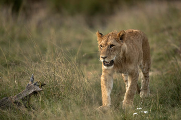 Lion cub walking in the grassland of savannah, Masai  Mara