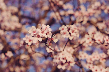 Plum trees with fresh pastel pink flowers in bloom, close up.