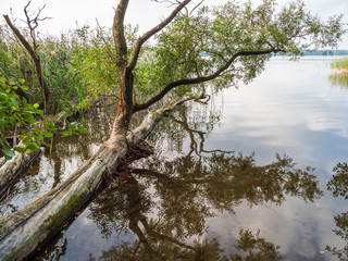 Ruppiner See lake in Brandenburg, Germany.
