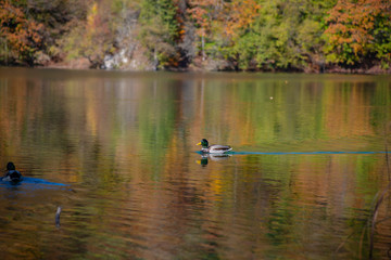 Duck in the lake
