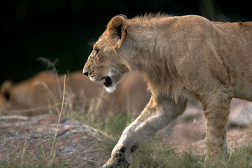 closeup of a Lion cub, Masai Mara, Kenya