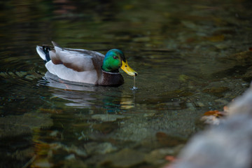 Duck in the lake