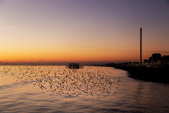 starlings in Brighton at sun set