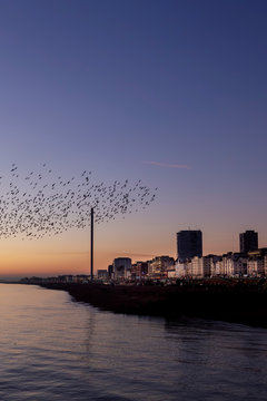 starlings in Brighton at sun set