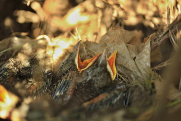 Song Thrush (Turdus philomelos) - baby birds