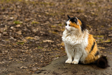 beautiful fluffy multi-colored red cat with black and white sits on a path in the park