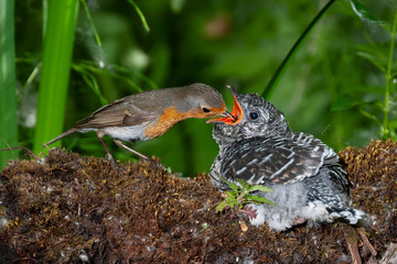 Common cuckoo, Cuculus canorus. Young man in the nest fed by his adoptive mother - Erithacus...