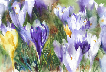 Crocuses spring flowers watercolor painting illustration  greeting card - 318684710