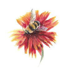 Bee on the flower collecting nectar watercolor painting illustration isolated on white background - 318684757