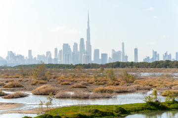 Flamingos natural park Ras al Khor Wildlife Sanctuary Dubai, UAE and silhouette of the modern city with skyscrapers representing wild and modern lifestyle. 