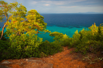 Obraz premium Trees near the sea
