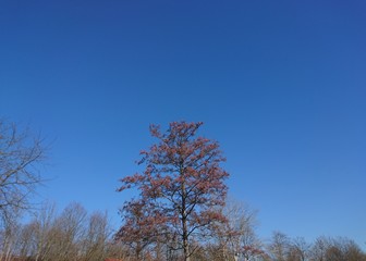 shining sun and blue sky with beautiful tree
