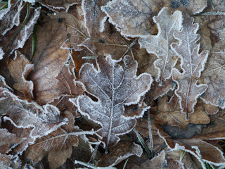 frostige Blätter im Winter