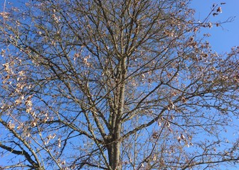 shining sun and blue sky with beautiful tree