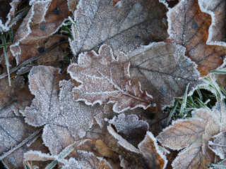 frostige Bl&auml;tter im Winter