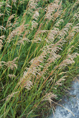 Bromus inermis