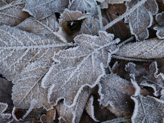 frostige Blätter im Winter