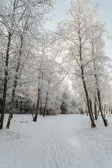 forest in winter
