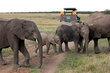 Naklejka na ściany i meble Tourist enjoying game drive on safari Jeep in Masai Mara National Reserve