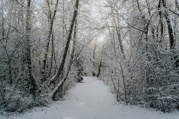 road in winter forest