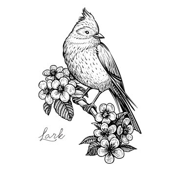 Sitting spring bird on the blooming cherry branch., vintage hand drawn vector illustration.