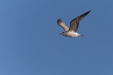 view on herring gull flying in blue sky