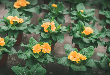 Blossoming flowers in pots.