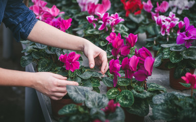 Female hands with blossoming flowers in pots.